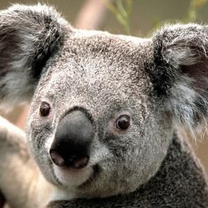 Meet your Posher, Selina